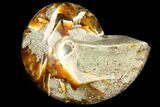 Polished Fossil Nautiloid - Madagascar #113533-1